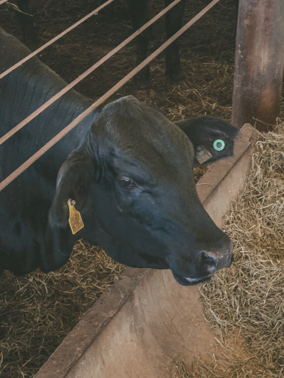 NUTRIÇÃO E BEM-ESTAR ANIMAL